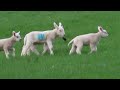 Lambs april 6 2024