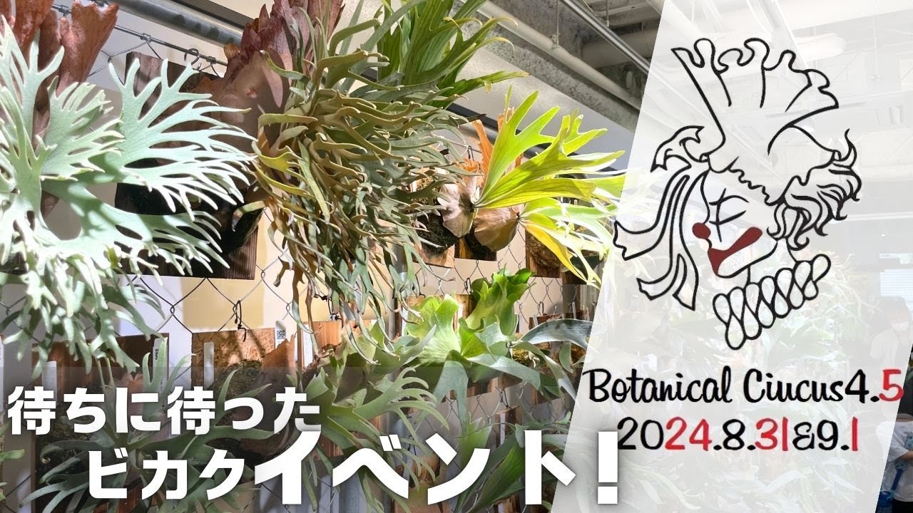 前編]ビカクシダイベント「台湾国際麋角蕨大賞」byまりも in