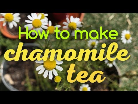 How To Make Fresh Chamomile Tea