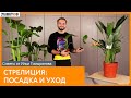 Стрелиция: посадка и уход | Советы от Ильи Гомыранова