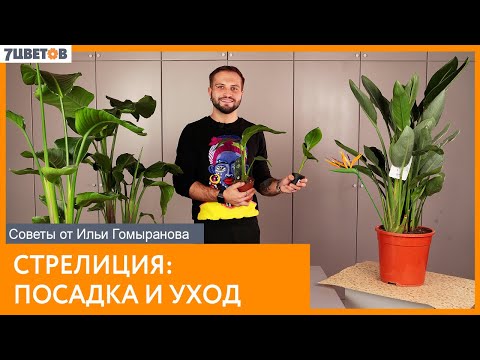 Видео: Ще расте ли strelitzia nicolai във Великобритания?