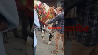 horse dance videos ???viral trending shorts short horse tiktok hindi
