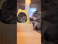 我が家生まれのチンチラ兄弟の仁義なき戦い #チンチラ #多頭飼い