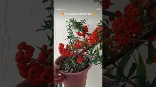 🧡Pyracantha 1000 leke🧡...#kopshtiim #Pyracantha #lule #tirane #korce