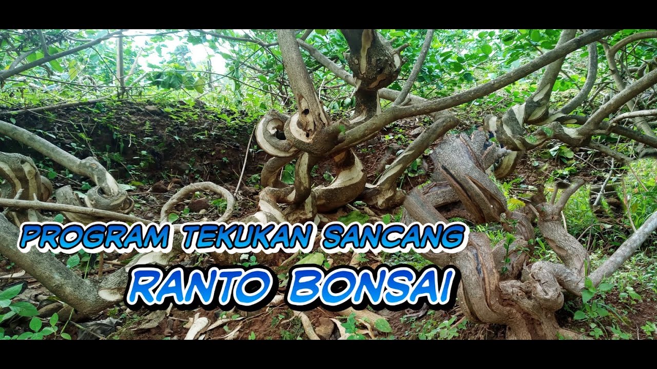 PROGRAMAN SANCANG RANTO BONSAI || MEMANFAATKAN AKAR UNTUK BUDIDAYA SANCANG (premna microphylla)