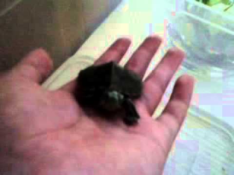 My little pet terrapin