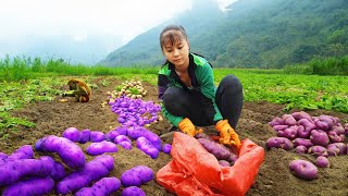 Harvesting 25Kg of Sweet Potato Goes To Market Sell - Animals Care | New Free Bushcraft