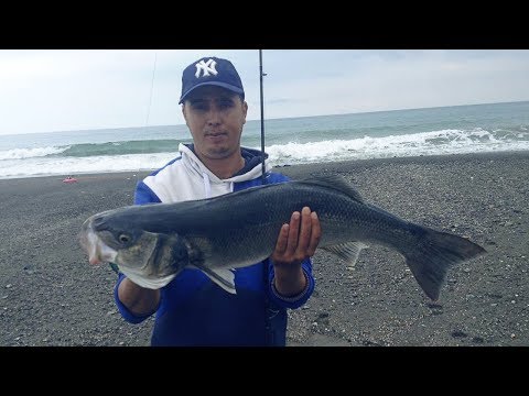 صيد اكبر سمكة درعي او بوشكة في شمال المغرب