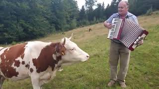 Cow in love with the accordion (Original ) Resimi