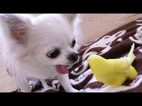 犬のおもしろ動画 インコと遊ぶワンちゃん Youtube