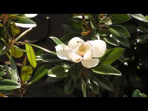 Videó: A magnóliám nem fog virágozni: Tudja meg, miért nem virágzik a magnóliafa