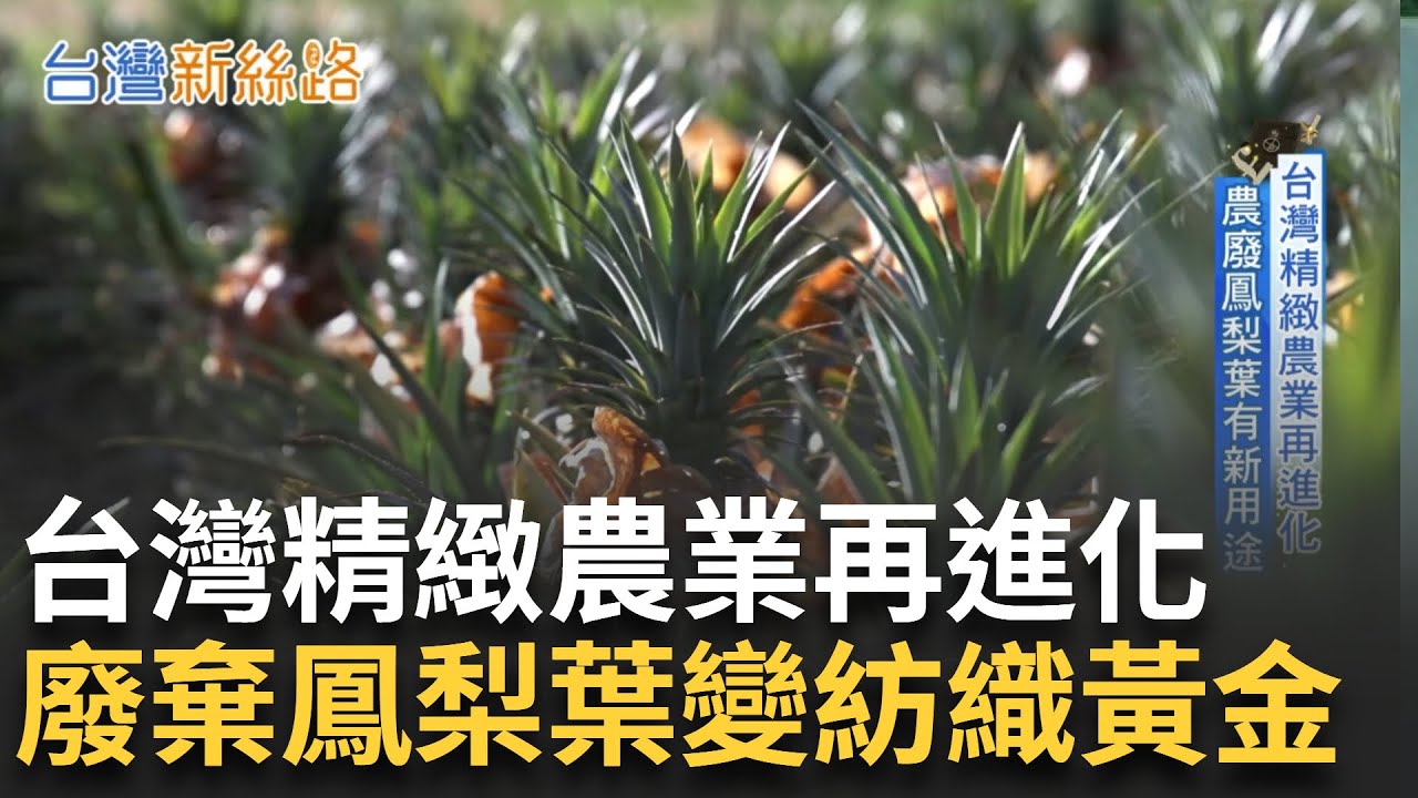 台灣特有鳳梨品種 廢葉成紡織生力軍 台灣精緻農業再進化! 再生循環成外銷要素 老成衣商攜上下游轉型 台灣紡織業迎新春天｜【台灣新思路】20240826｜三立iNEWS