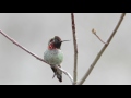 The Colorful Display of an Anna's Hummingbird