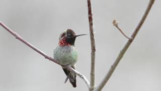 The Colorful Display of an Anna&#39;s Hummingbird