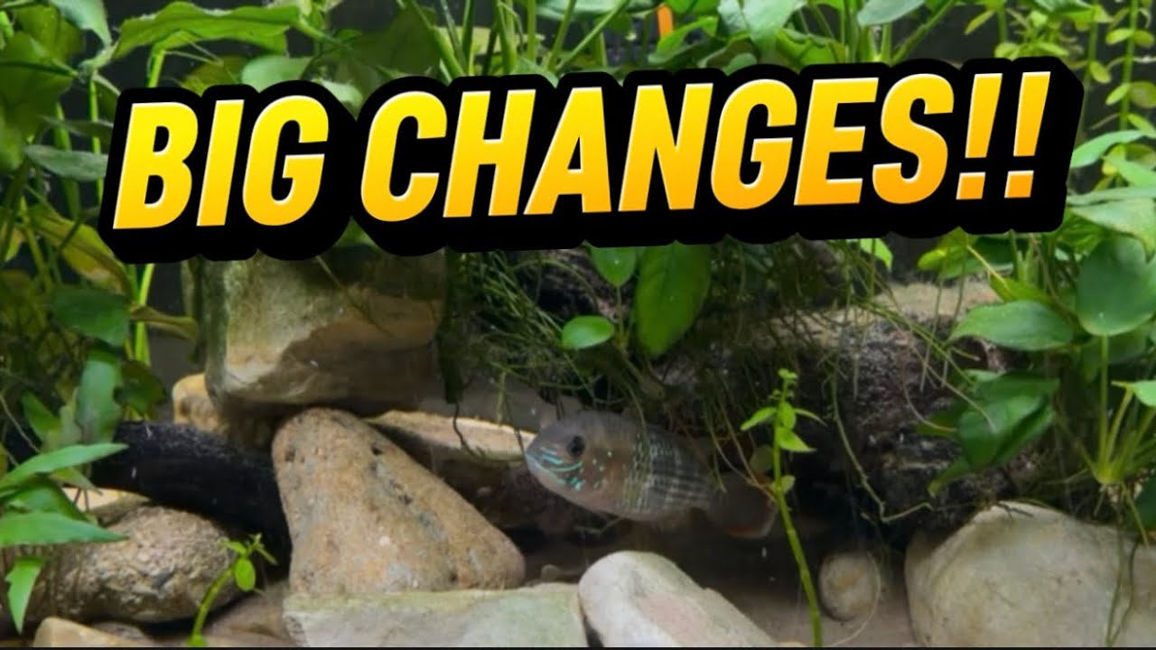     I Made Some BIG Changes to My Predator Tank