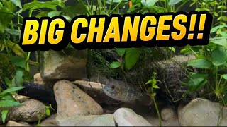 I Made Some BIG Changes to My Predator Tank