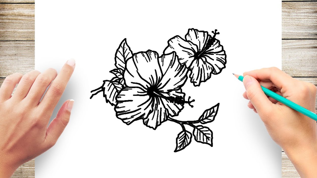 how to draw hibiscus flower, how to draw hibiscus, how to draw hibiscus f.....