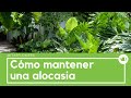 Cómo cuidar una Alocasia u Oreja de elefante, by itasflowers