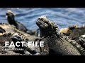 Facts about the Marine Iguana