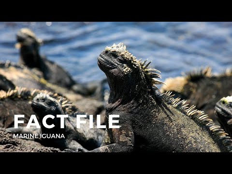 Facts about the Marine Iguana