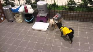 goneri 20160116 01