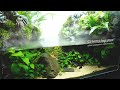 Stepped waterfall aquaterrarium for schooling fish paludarium l stepbystep
