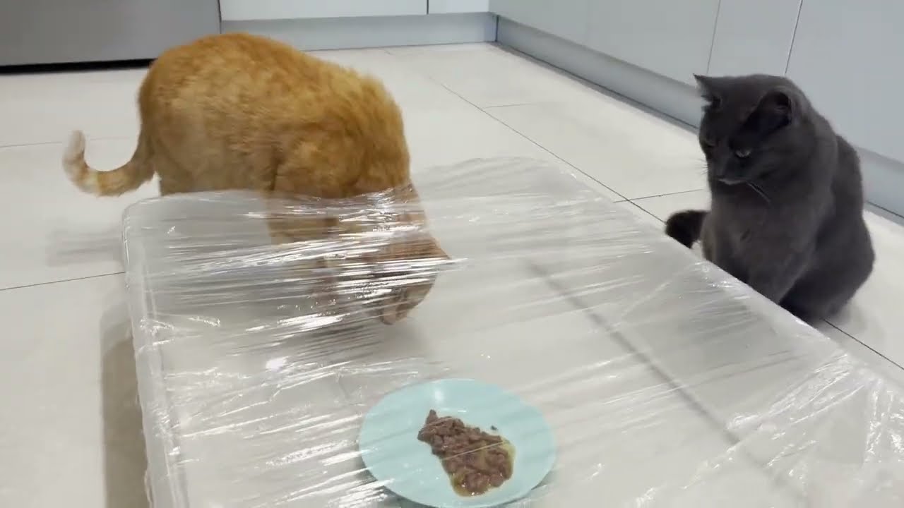 cling-film-challenge-for-cats-ginger-cat-and-gray-cat-overcome-film-on
