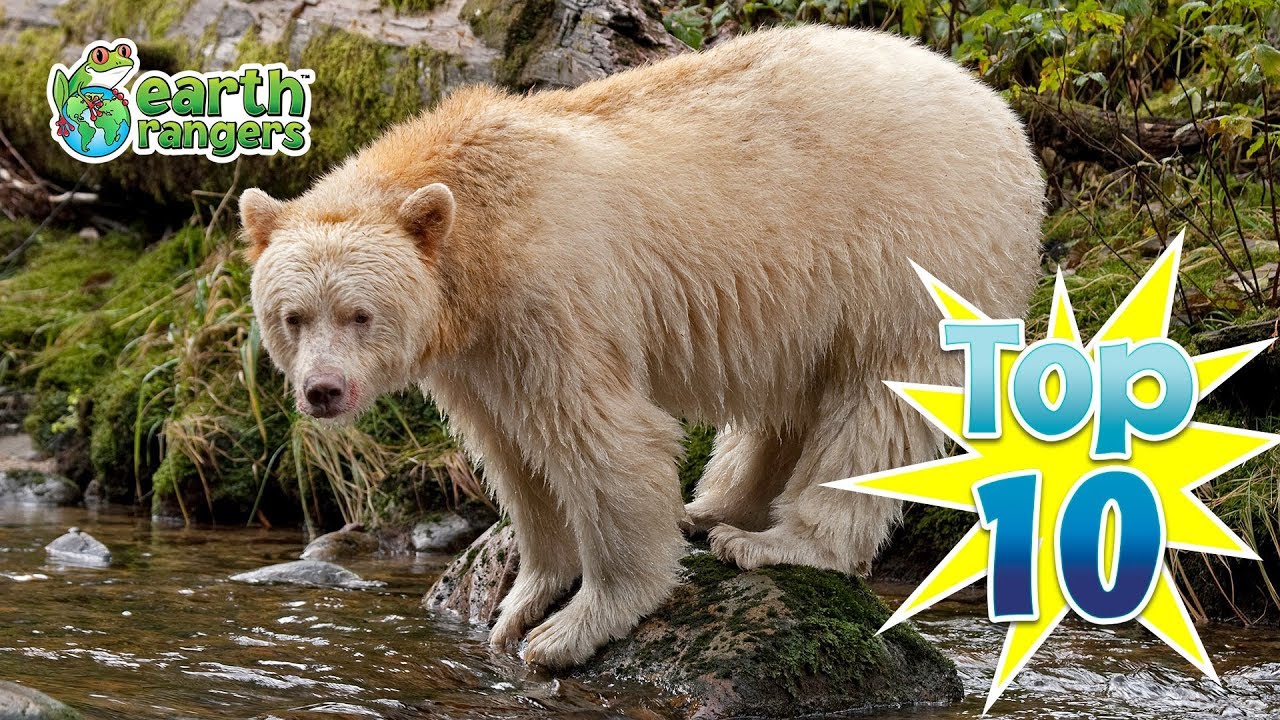 top 10 great bear