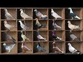 20 rare color of racing pigeons  rare off color racing pigeon