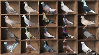 20 Rare Color of Racing Pigeons | Rare Off Color Racing Pigeon