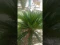 #big farn plant# out door Plant #short