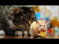 Смешные кошки и коты с собаками Сентябрь 2019 Смешные коты приколы funny cats animals #96