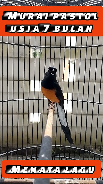 🔴Murai pastol (usia 7 bulan) #shamabird #kucicahutan#burung #muraibatu #trendingshorst #muraipastol
