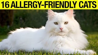 TOP 16 Hypoallergenic Cat Breeds: No Shedding, No Smell! screenshot 5