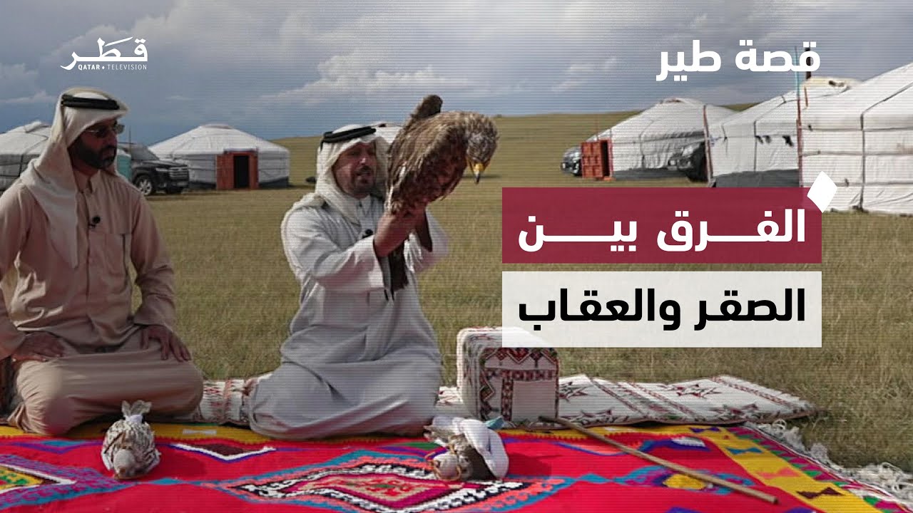 مطاردة العقاب تحت المطر… أساليب صيد الصقور في الظروف الصعبة | برنامج قصة طير