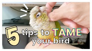 5 TIPS ON HOW TO TAME YOUR BIRD AND GAIN ITS TRUST
