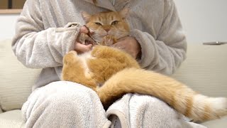イヤイヤ期の赤ちゃんみたいなプリンとの楽しい爪切りタイム-Time to cut the claws of a baby-like cat-