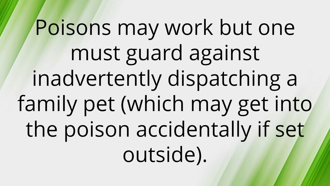 What is the Best Way to Kill Squirrels? YouTube