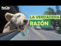 Por qué los Perros sacan la Cabeza por la Ventana del Auto 🐶🚗