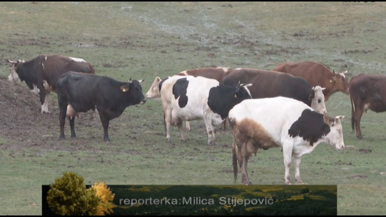 PIVA : SELO BREZNA -12 TONA SIRA PROIZVEDU