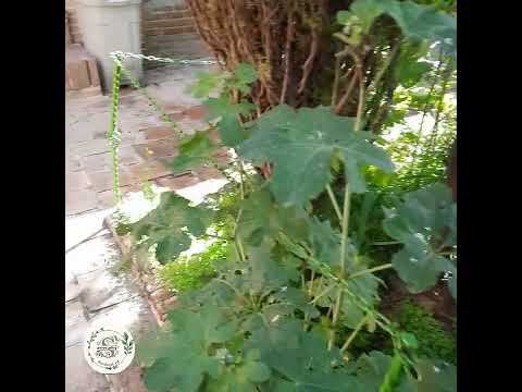 زنجان زنجان گردی رختشویخانه