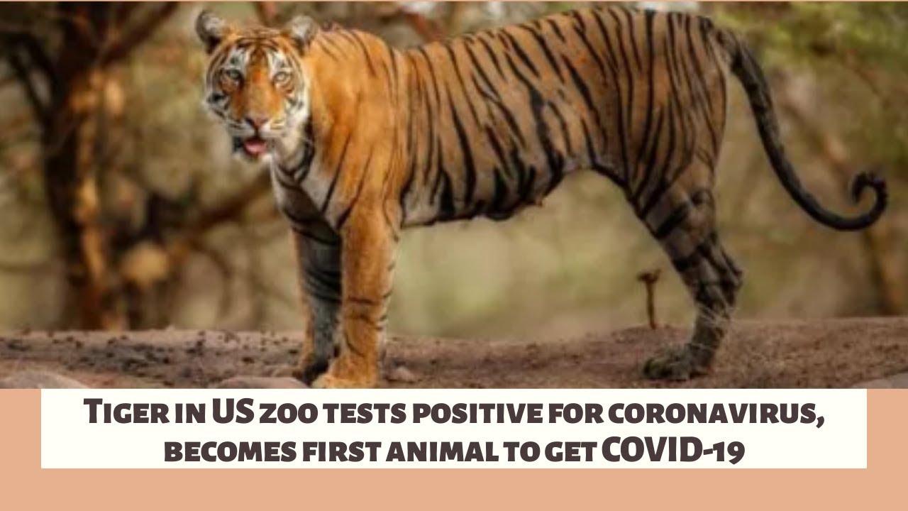 Tiger at NYC zoo tests positive for coronavirus