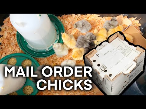 20 SILKIE CHICKS CAME IN THE MAIL!!! HOOVER’S HATCHERY | MAIL ORDER CHICKS UNBOXING