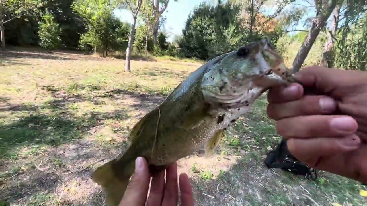 Bass fishing,Bass, laghi malvaldo