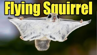 The Flying Squirrel: The Glider of the Night