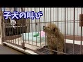 寂しい子犬の遠吠え・・【号泣】【極小マイクロティーカップ・プードル】【トイプードル】