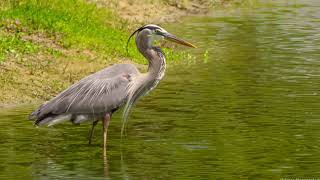 Great Blue Heron Eating Lunch by Alan Terwilleger 220 views 1 month ago 1 minute, 28 seconds