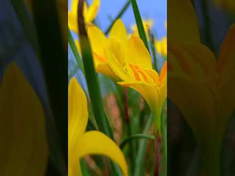 Video: Sternbergia Lutea: Tipps für den Anbau von winterblühenden Narzissen