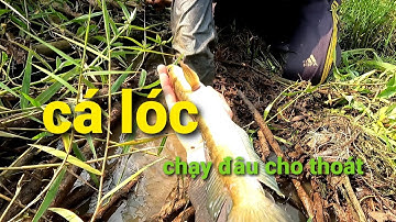 kích cá lóc khủng mương nước sau nhà, kết quả thật bất ngờ /NGUYỄN THẮNG góc nhìn 61