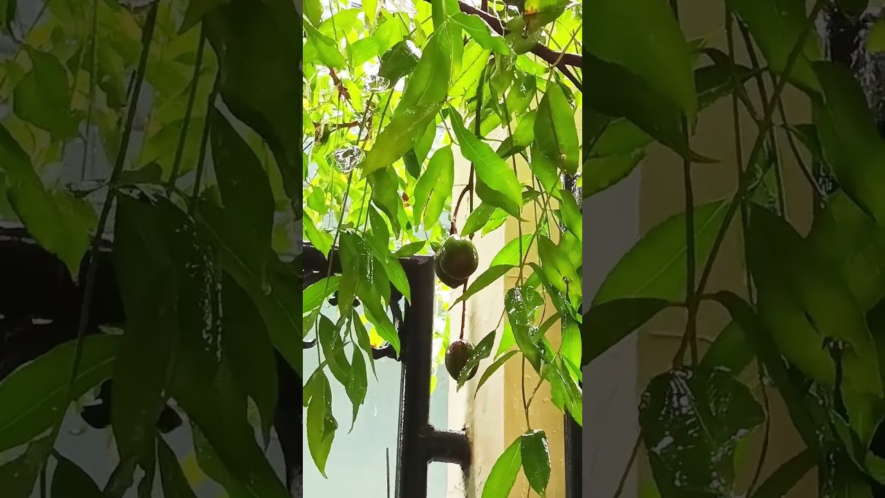 When Raindrops Touch the Leaves 